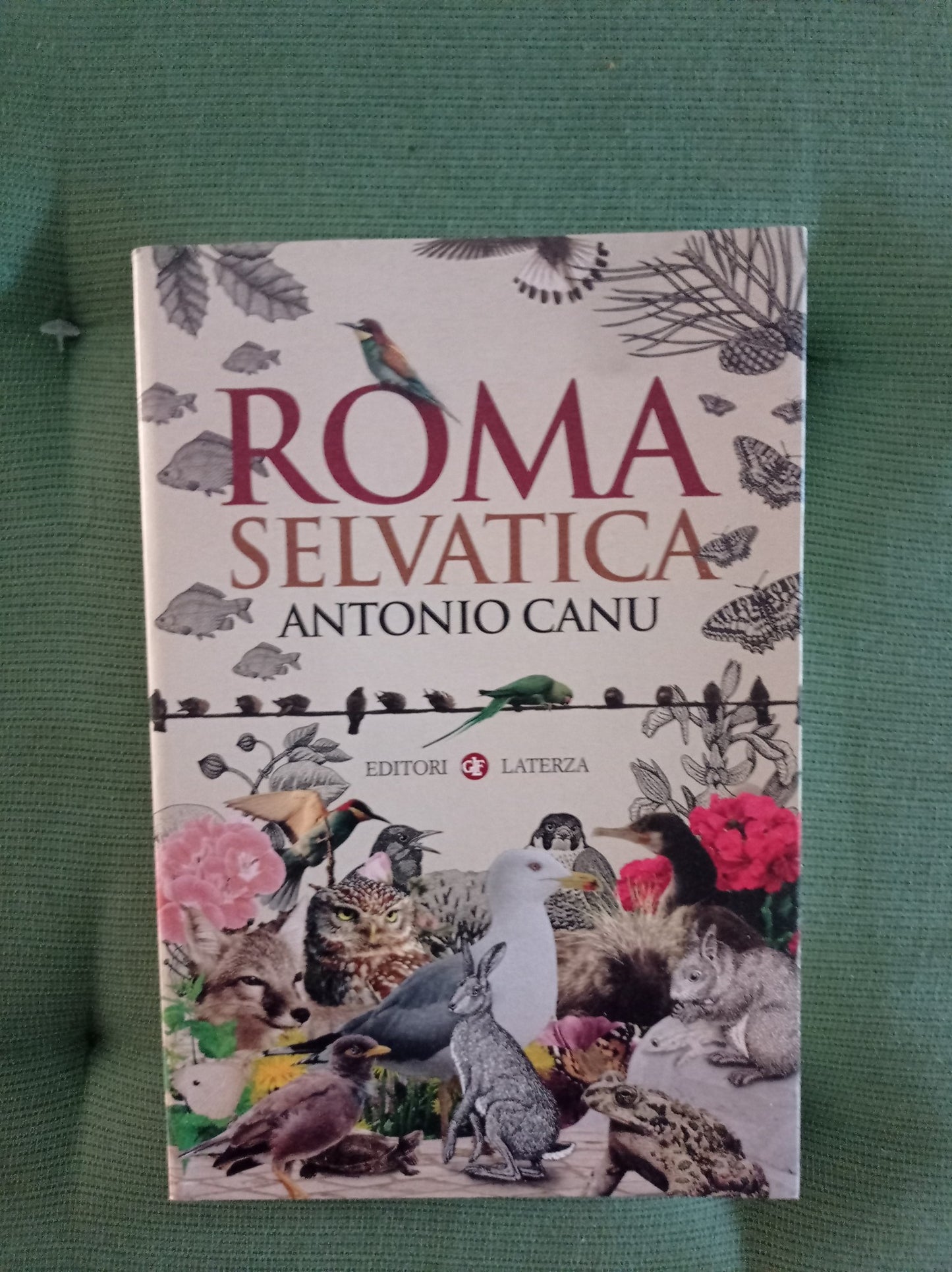 Roma selvatica - copertina