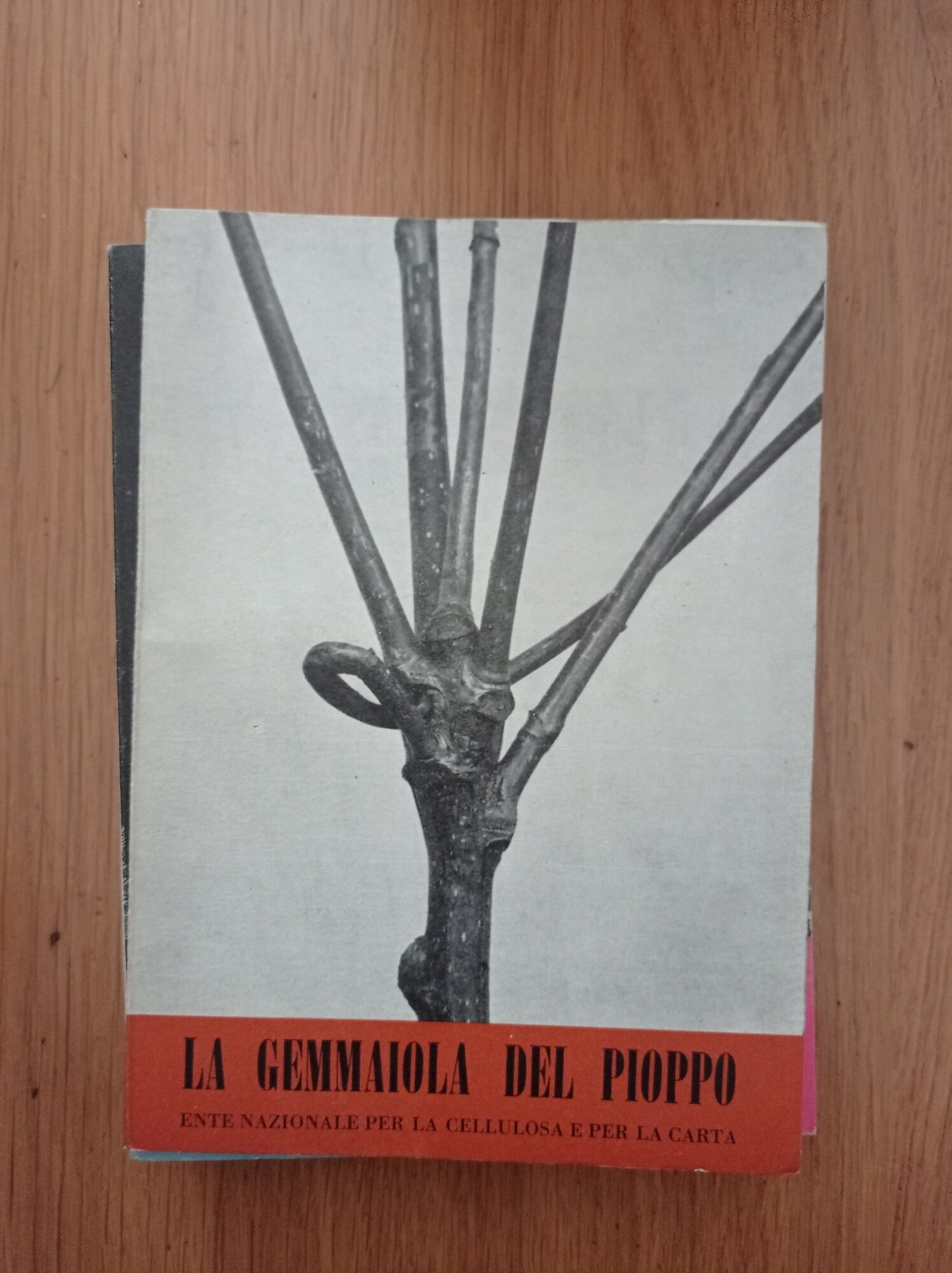 La gemmaiola del pioppo - copertina