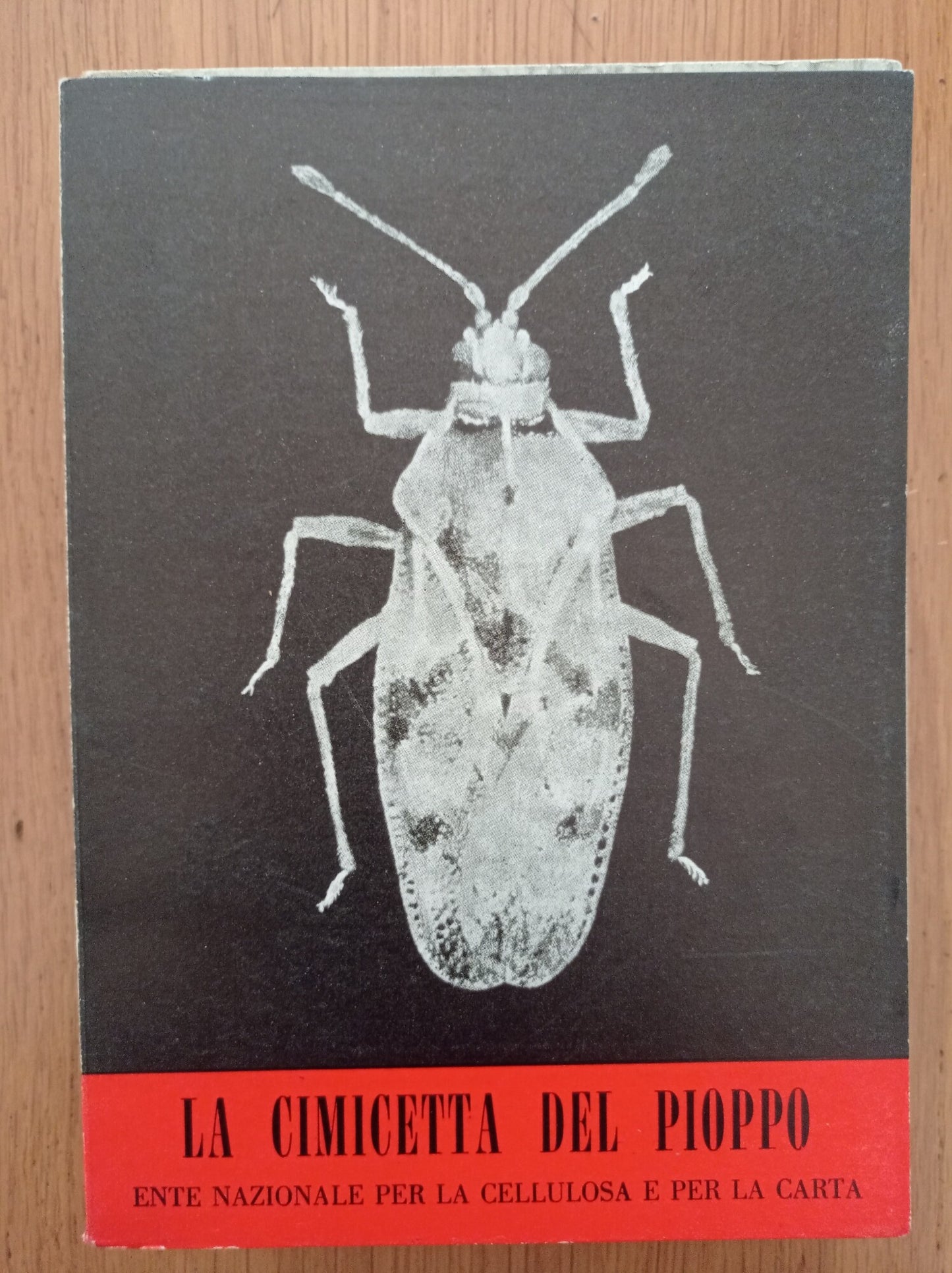 La cimicetta del pioppo - copertina