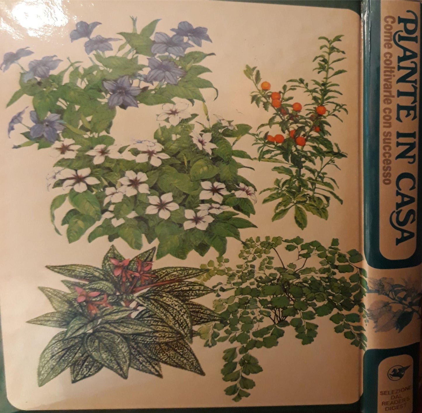 Piante in casa: come coltivare con successo - copertina