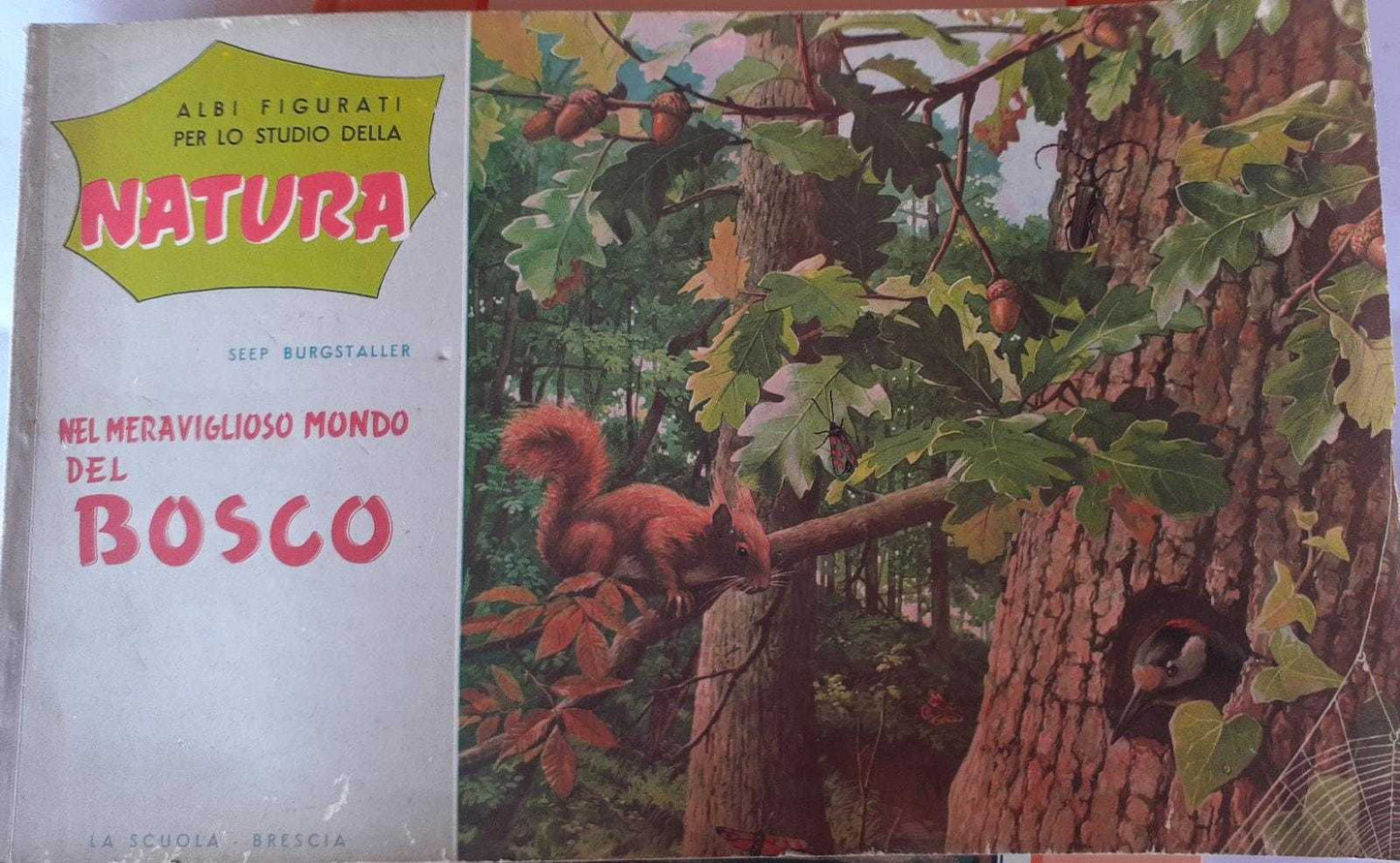 Albi figurati per lo studio della natura. Nel meraviglioso mondo del bosco - copertina