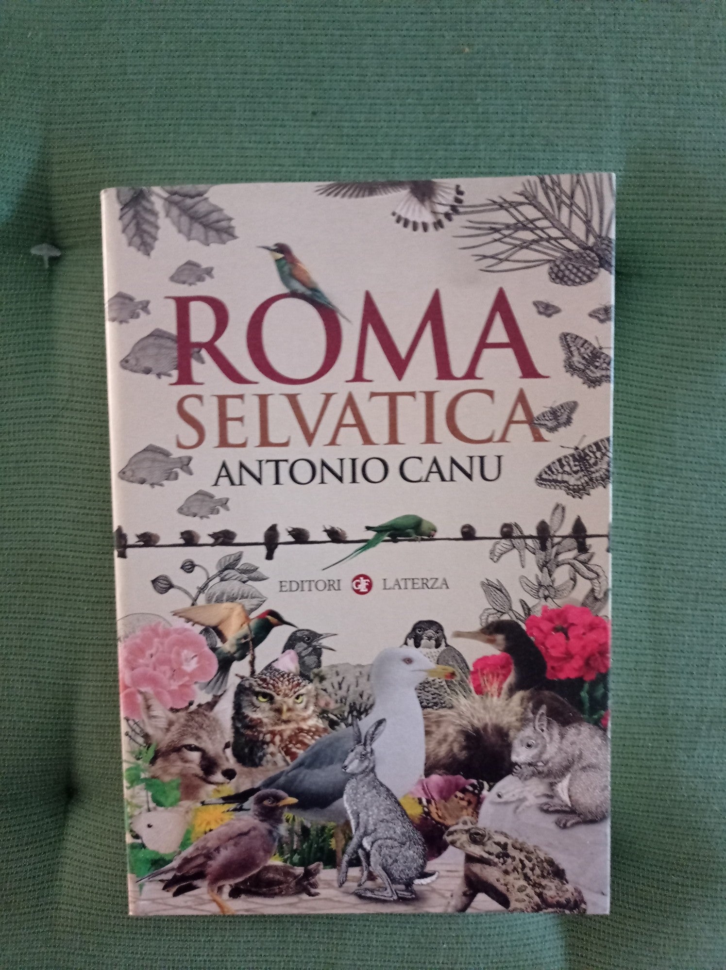 Roma selvatica - copertina
