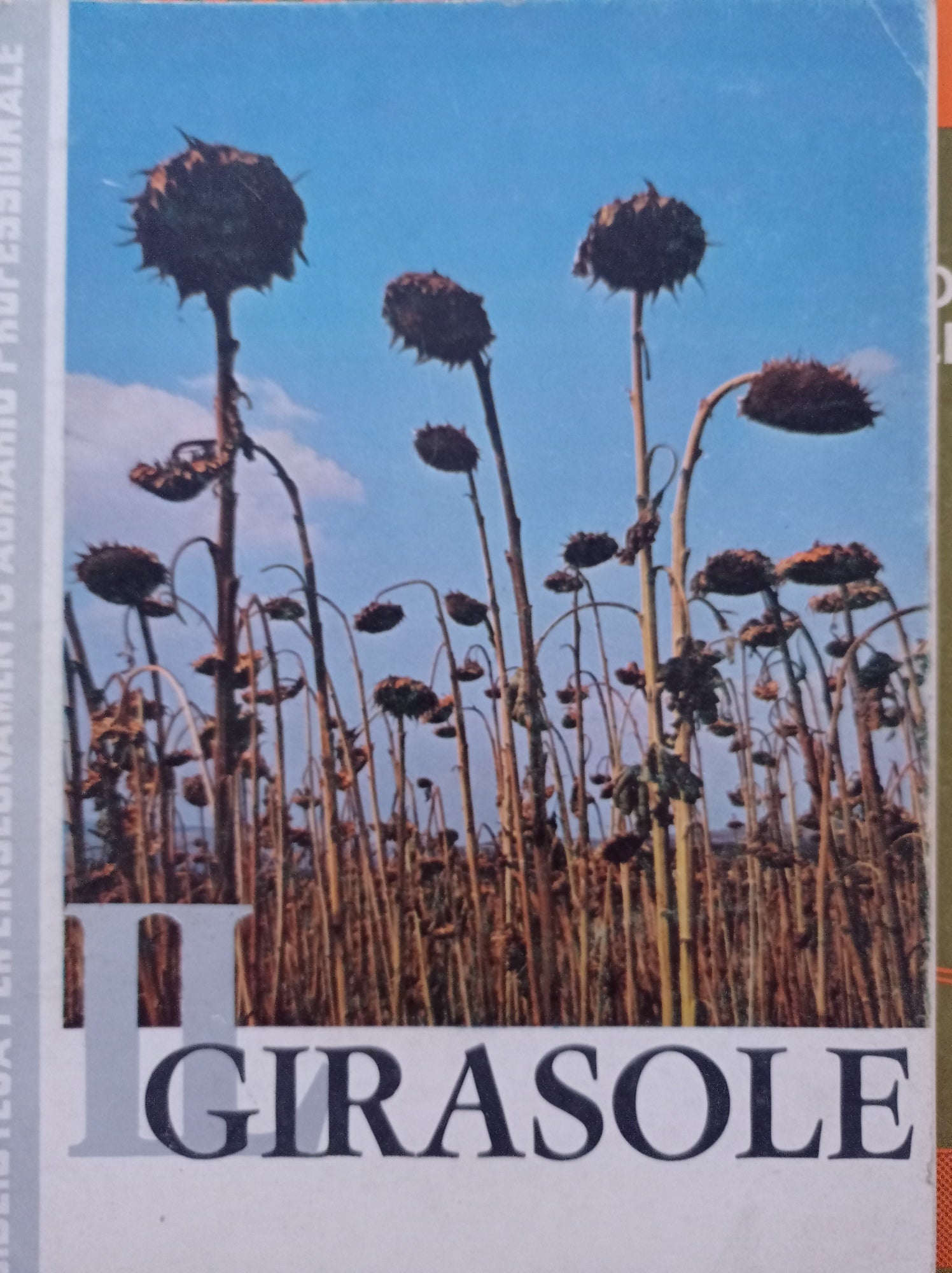 Il girasole - copertina