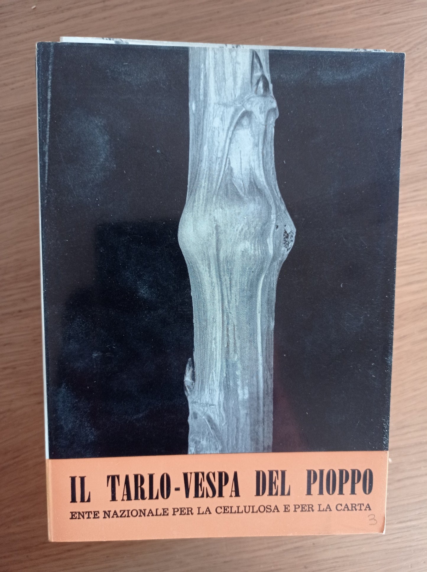 Il tarlo - vespa del pioppo - copertina