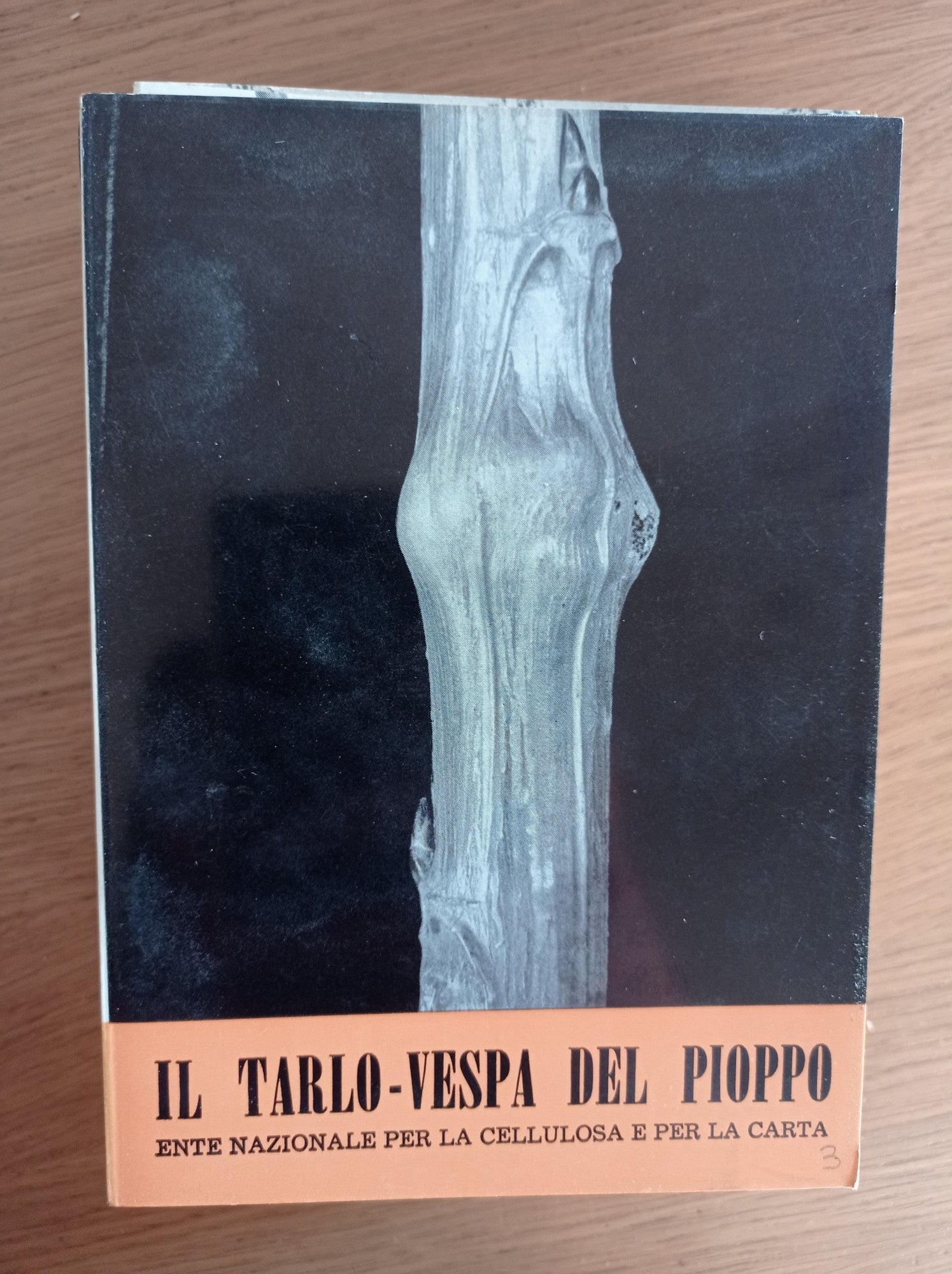 Il tarlo - vespa del pioppo - copertina