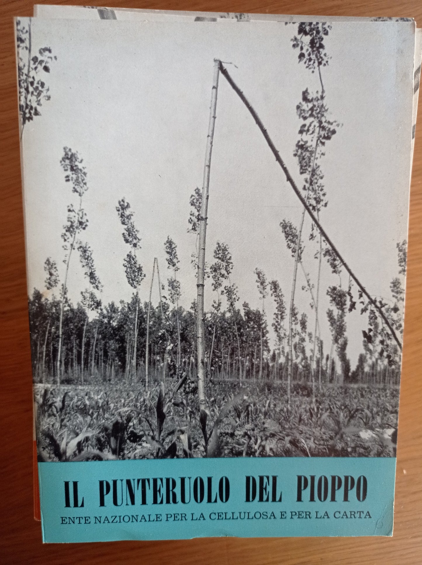 Il punteruolo del pioppo - copertina