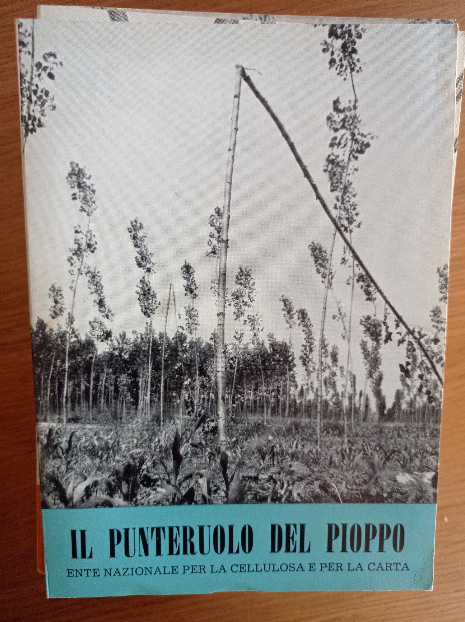 Il punteruolo del pioppo - copertina