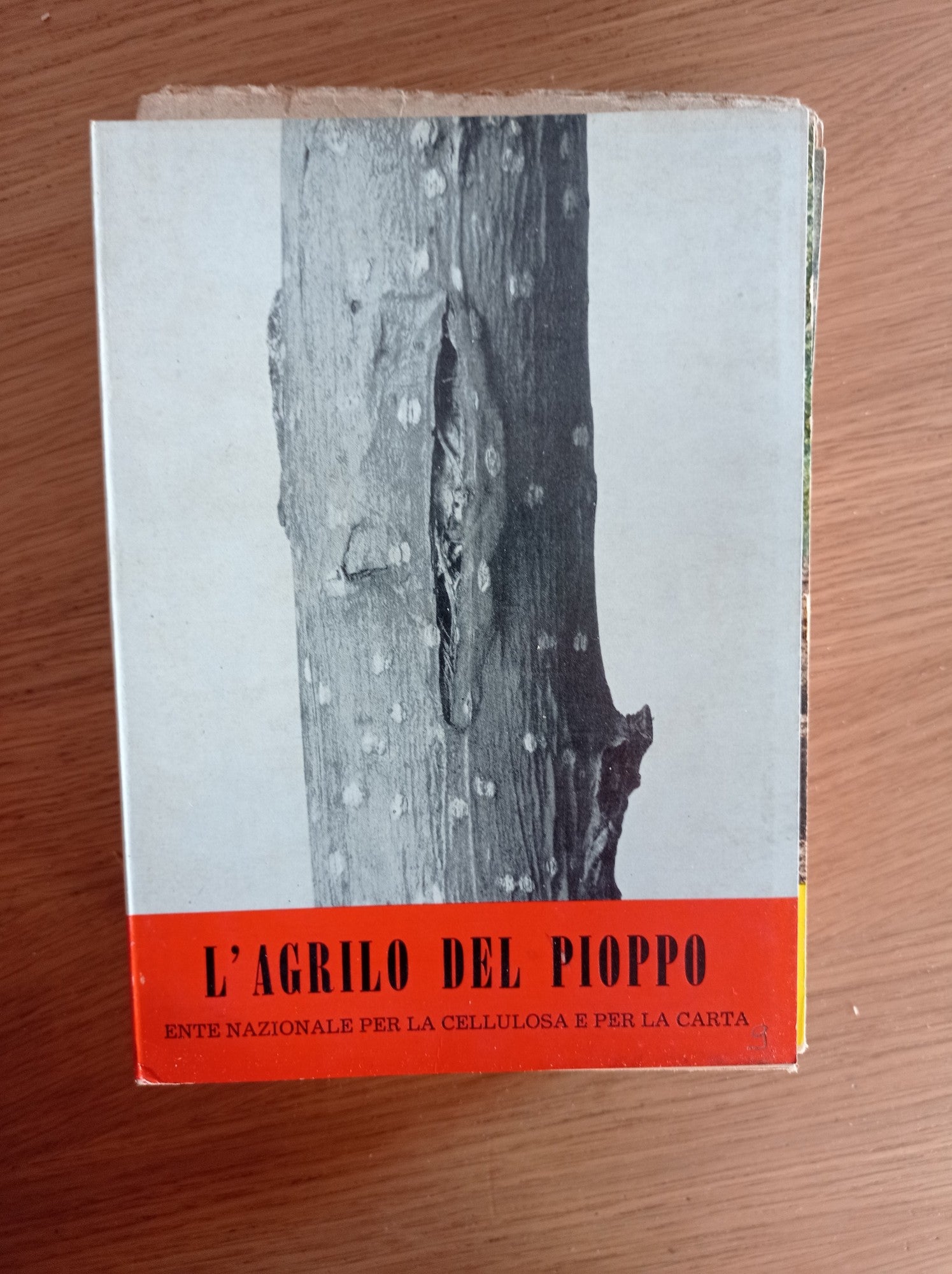 L' agrilo del pioppo - copertina
