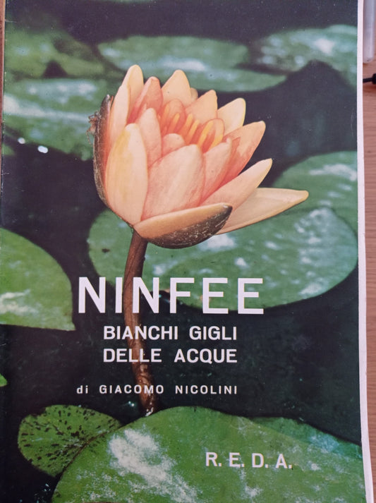 NINFEE bianchi gigli delle acque - copertina