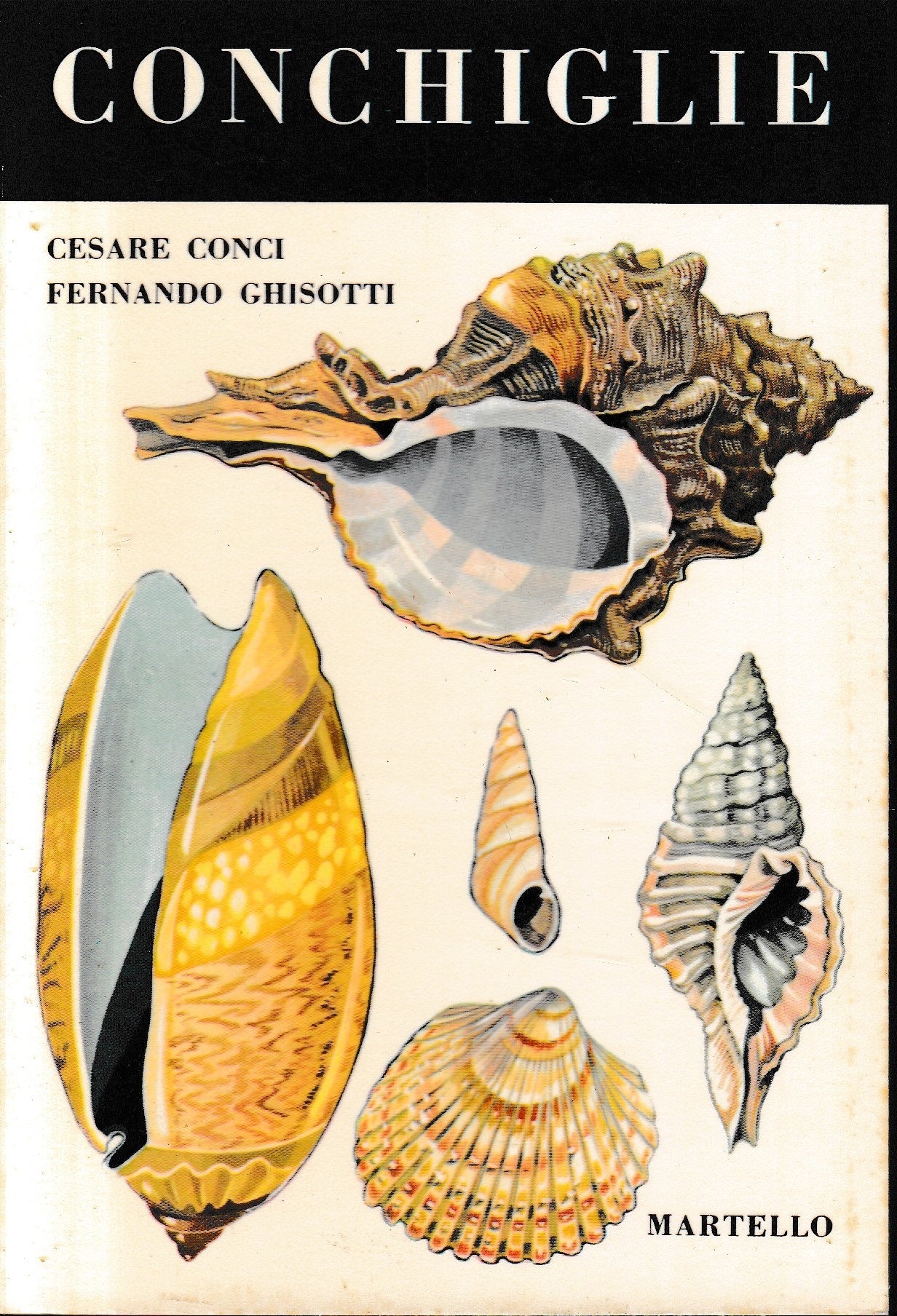 Conchiglie - copertina
