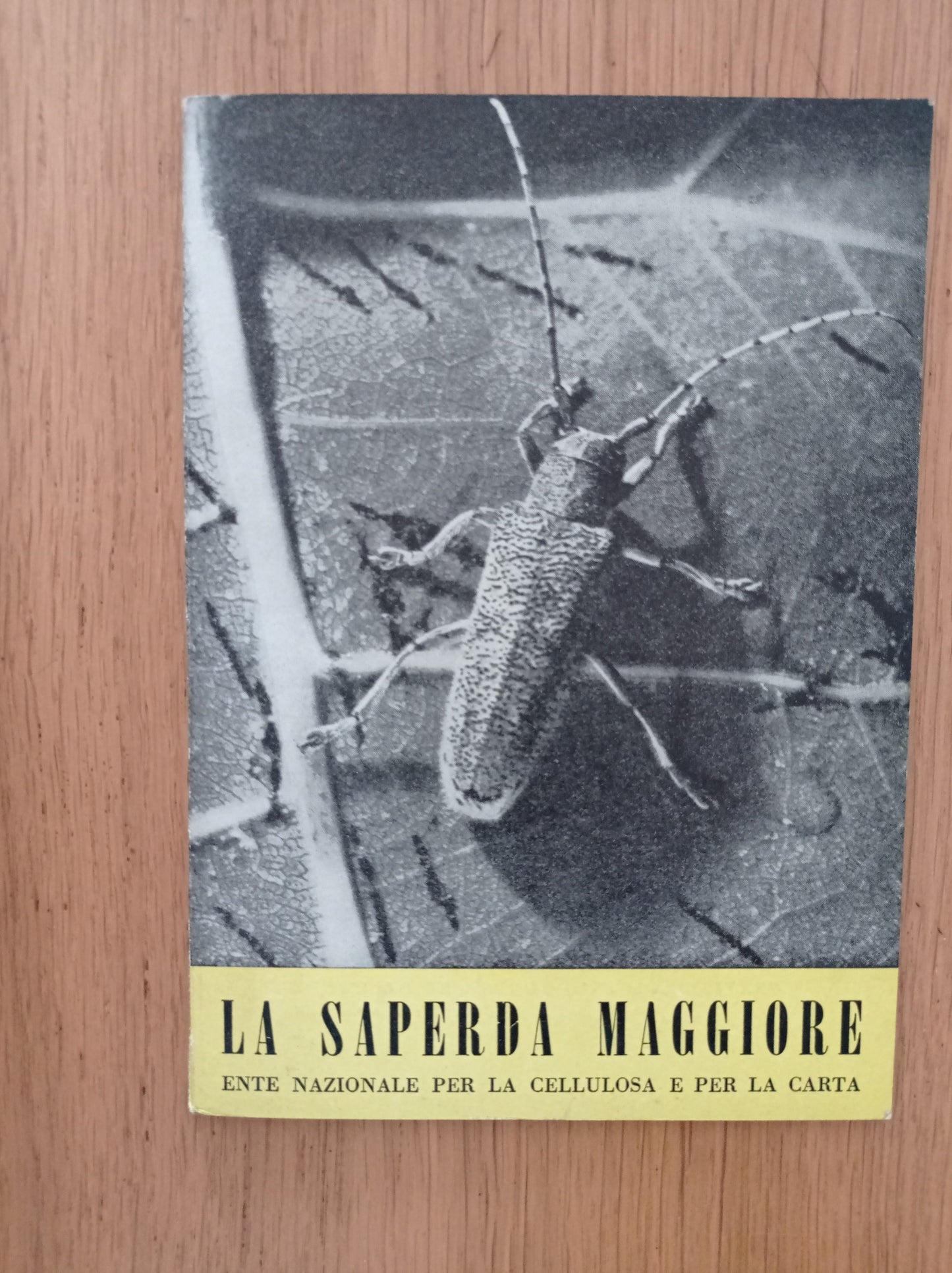 La saperda maggiore - copertina
