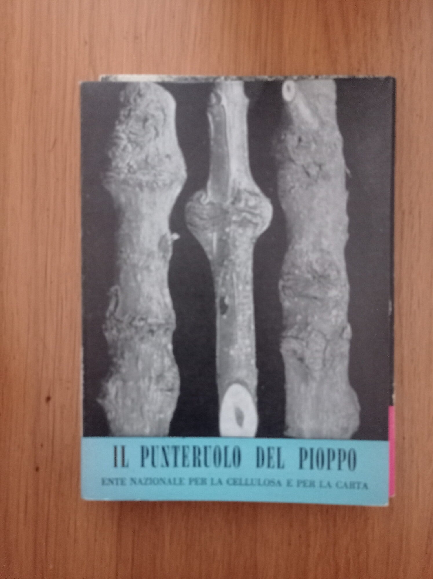 Il punteruolo del pioppo - copertina
