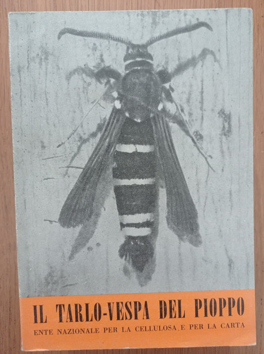 Il tarlo - vespa del pioppo - copertina